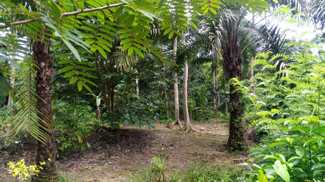 Sunlight filtering through a lush Nigerian community forest